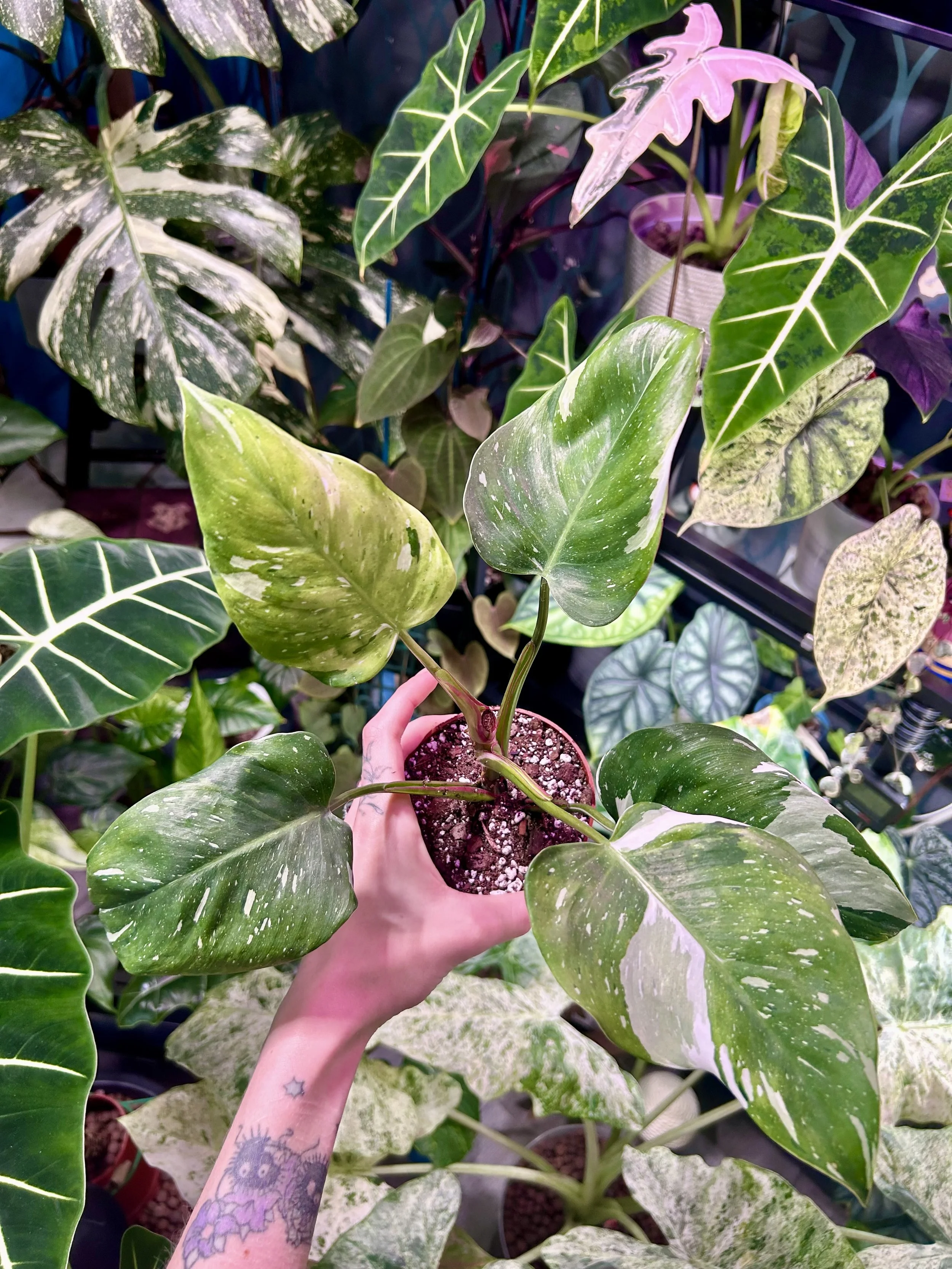 Begonia cucullata 'Pink Variegated' — Savage Tropics